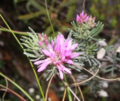 Indigofera hannariae