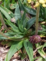 Plantago alpina