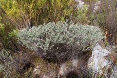 Indigofera hannariae