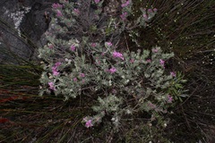 Indigofera hannariae