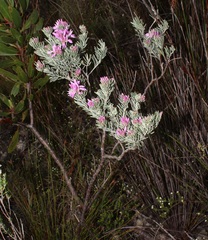 Indigofera hannariae