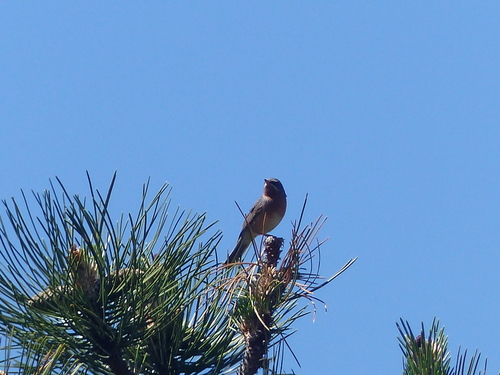 Fauvette passerinette