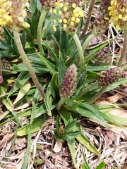 Plantago alpina