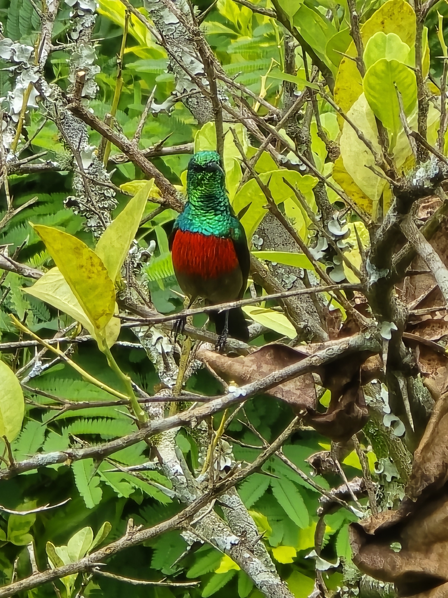 Olive-bellied Sunbird (Cinnyris chloropygius), photo 1