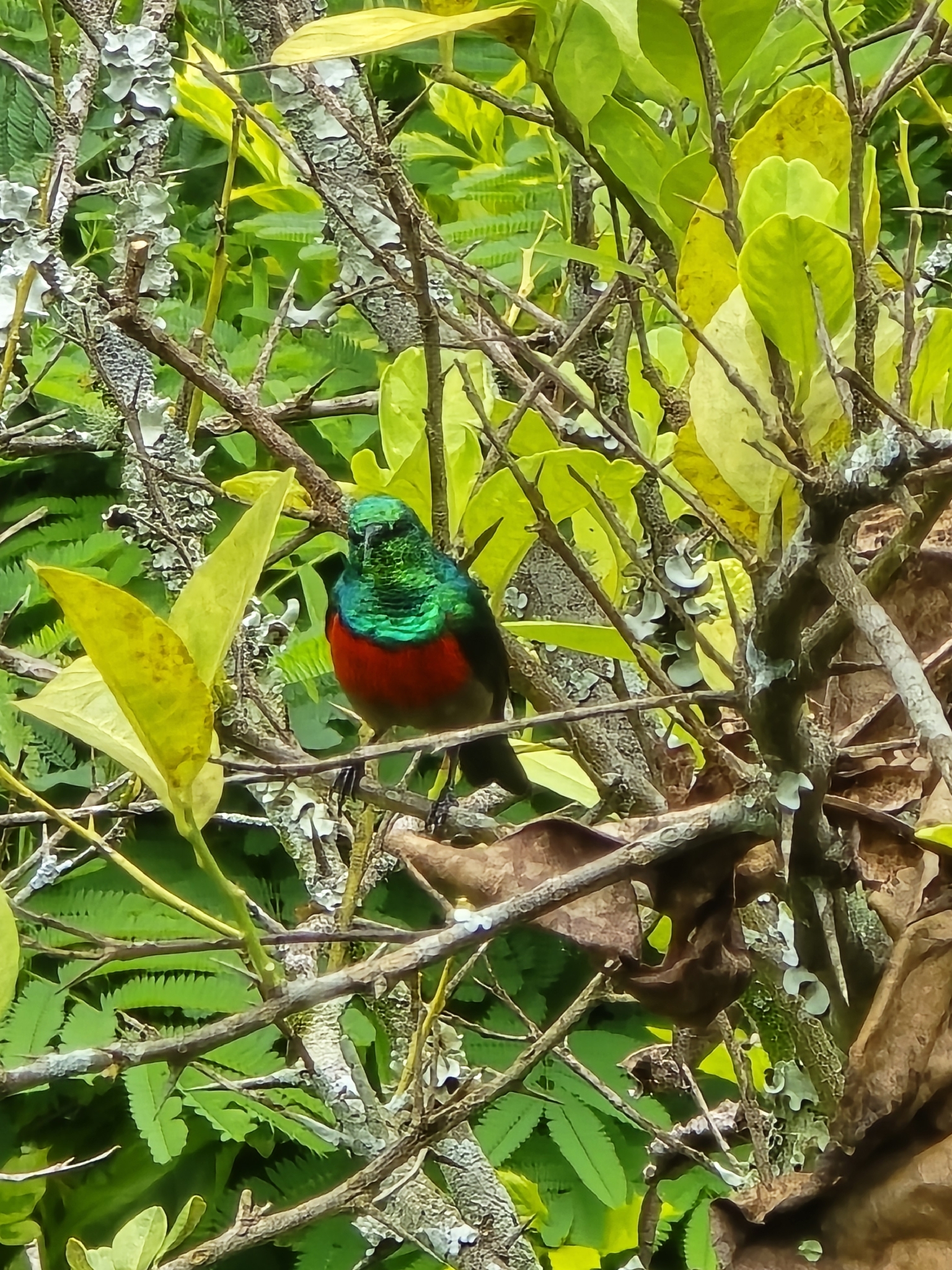 Olive-bellied Sunbird (Cinnyris chloropygius), photo 2