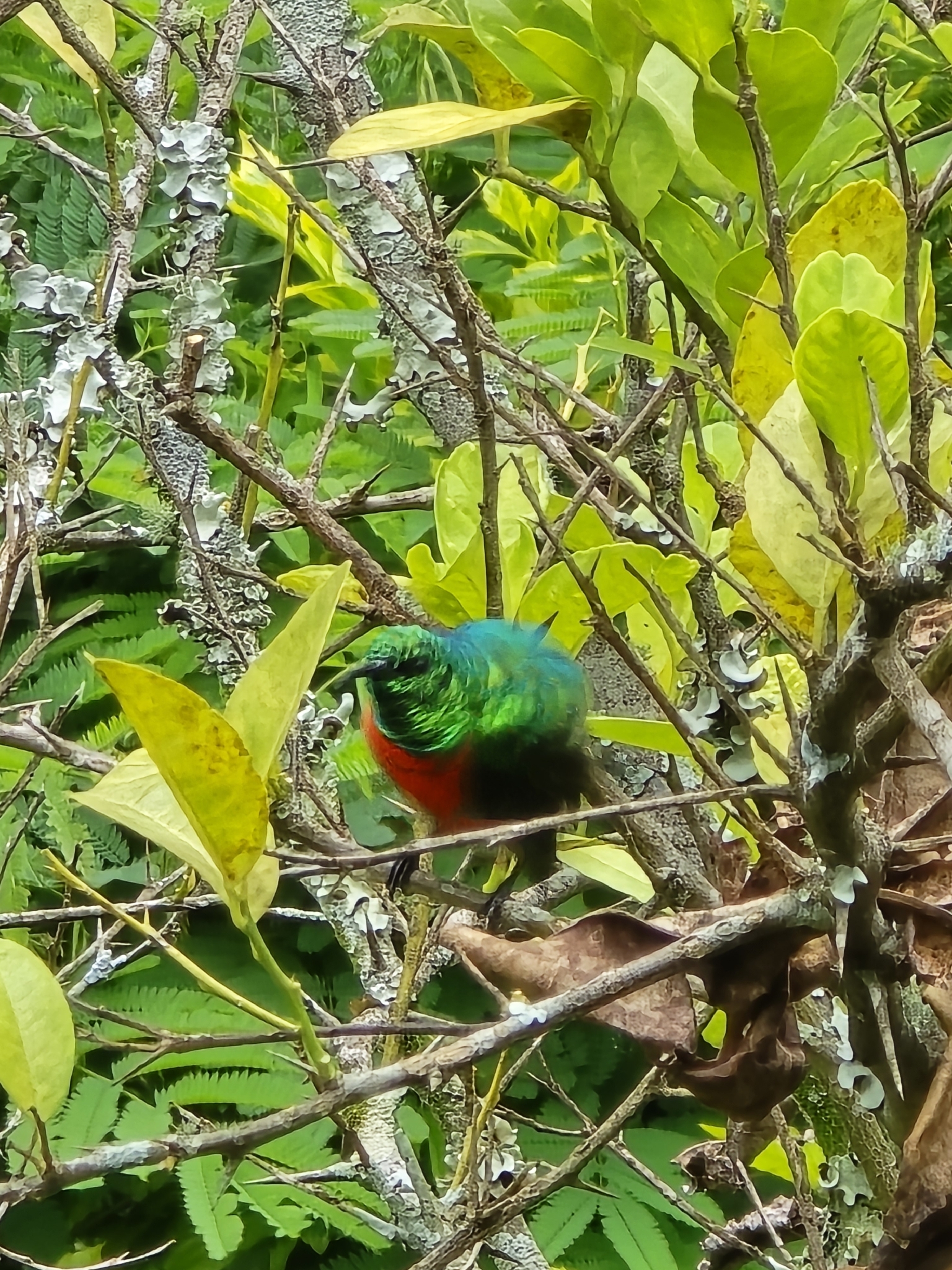 Olive-bellied Sunbird (Cinnyris chloropygius), photo 3