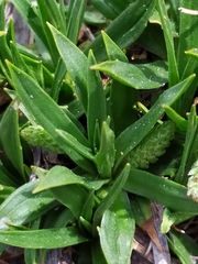Plantago alpina