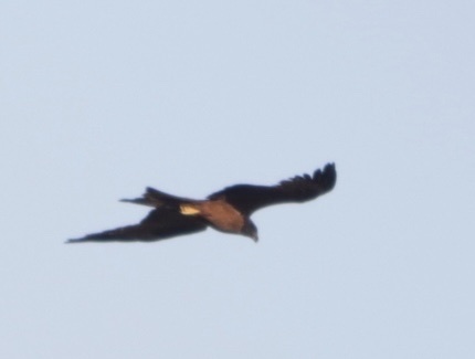 Black Kite