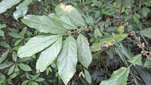 Lasianthus obliquinervis observed 2026-05-17