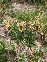 Plantago alpina