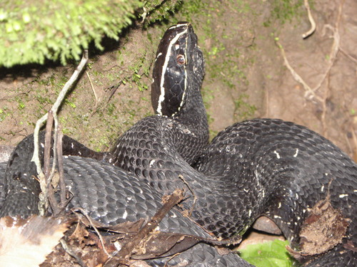 Photo of a Mexican Moccasin (Agkistrodon bilineatus)