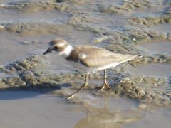 Charadrius semipalmatus