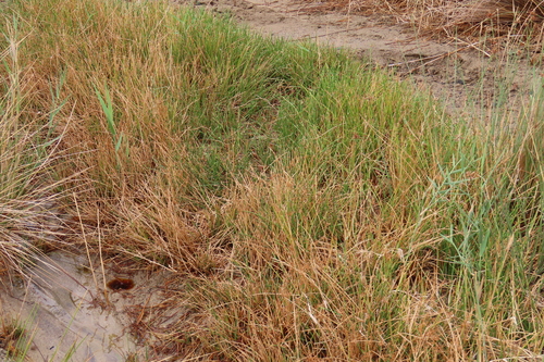 Cyperus laevigatus, photograph 3