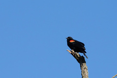 Agelaius phoeniceus
