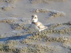 Charadrius semipalmatus