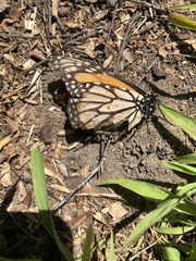Danaus plexippus