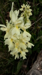 Orchis laeta image