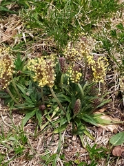 Plantago alpina