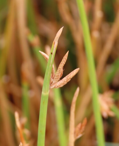 Cyperus laevigatus, photograph 2