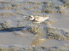 Charadrius semipalmatus