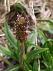 Plantago alpina