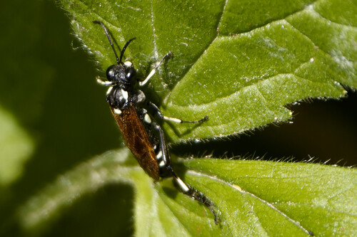 12-spot Strider, Nieuwe Niedorp, Netherlands, photo 10 of 10