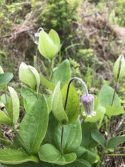 Clematis ochroleuca