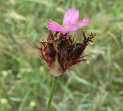 Dianthus andrzejowskianus