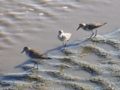 Calidris pusilla