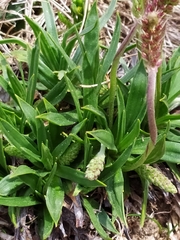 Plantago alpina