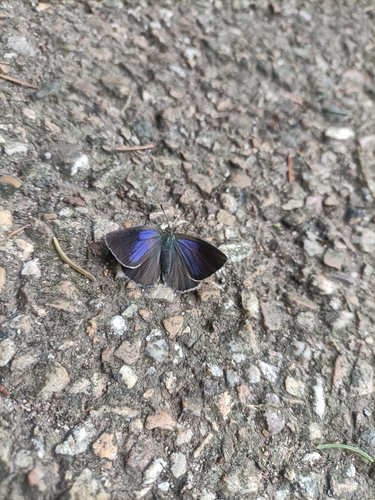 Purple hairstreak