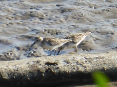 Calidris pusilla