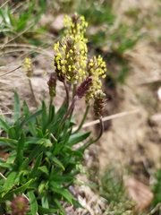 Plantago alpina