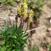 Alpine Plantain - Photo (c) Zoom, some rights reserved (CC BY-NC), uploaded by Zoom