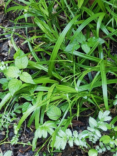 Carex strigosa, photograph 5