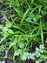 Carex strigosa, photograph author not stated, no rights reserved