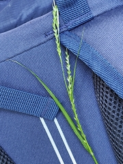 Carex strigosa, photograph author not stated, no rights reserved