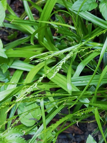Carex strigosa, photograph 4