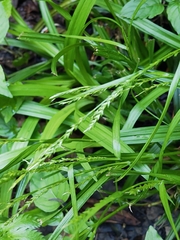 Carex strigosa, photograph author not stated, no rights reserved