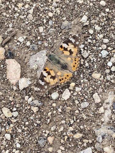 Painted Lady