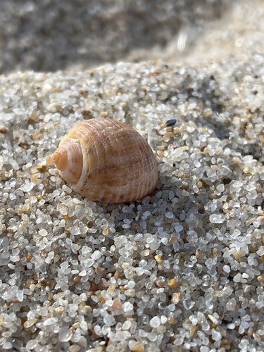 Tonna variegata, 2026-05-30