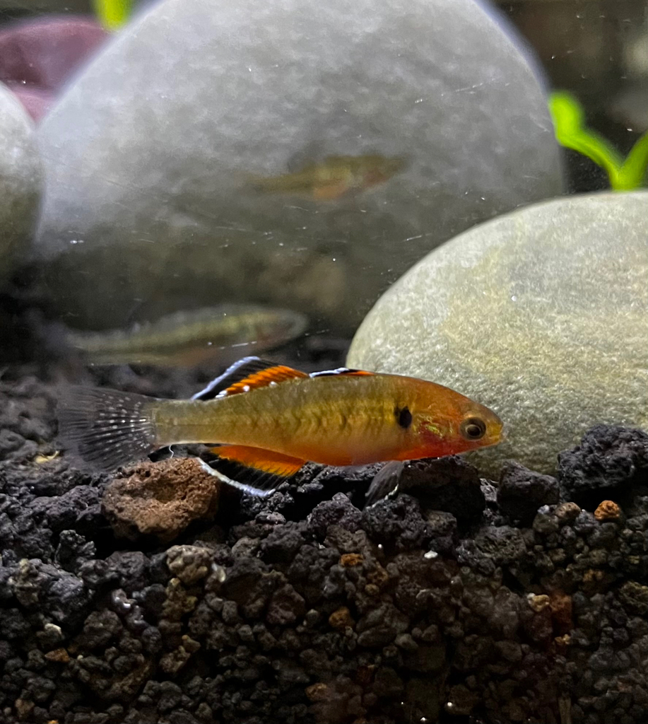 Carp Gudgeon (Hypseleotris compressa)