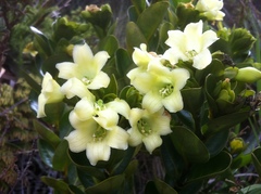 Macrocarpaea subsessilis