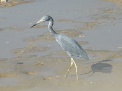 Egretta caerulea