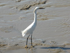 Egretta thula