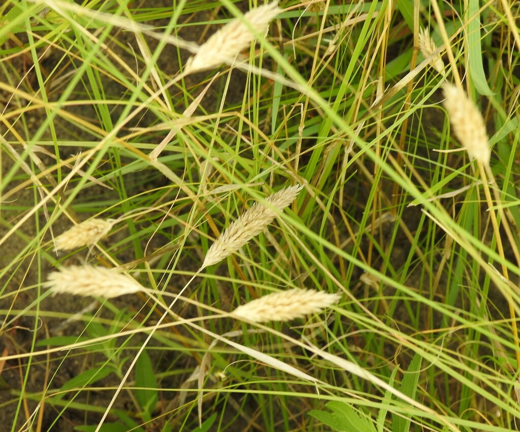 Phalaris caroliniana; photograph (c) saltyhiker, some rights reserved (CC BY)