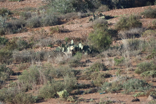 Opuntia megapotamica, photograph 6
