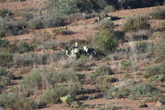 Opuntia megapotamica, photograph (c) Tony Rebelo, some rights reserved (CC BY-SA)