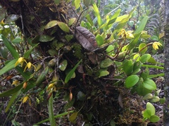Maxillaria notylioglossa