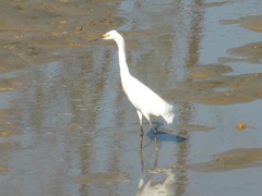 Egretta thula
